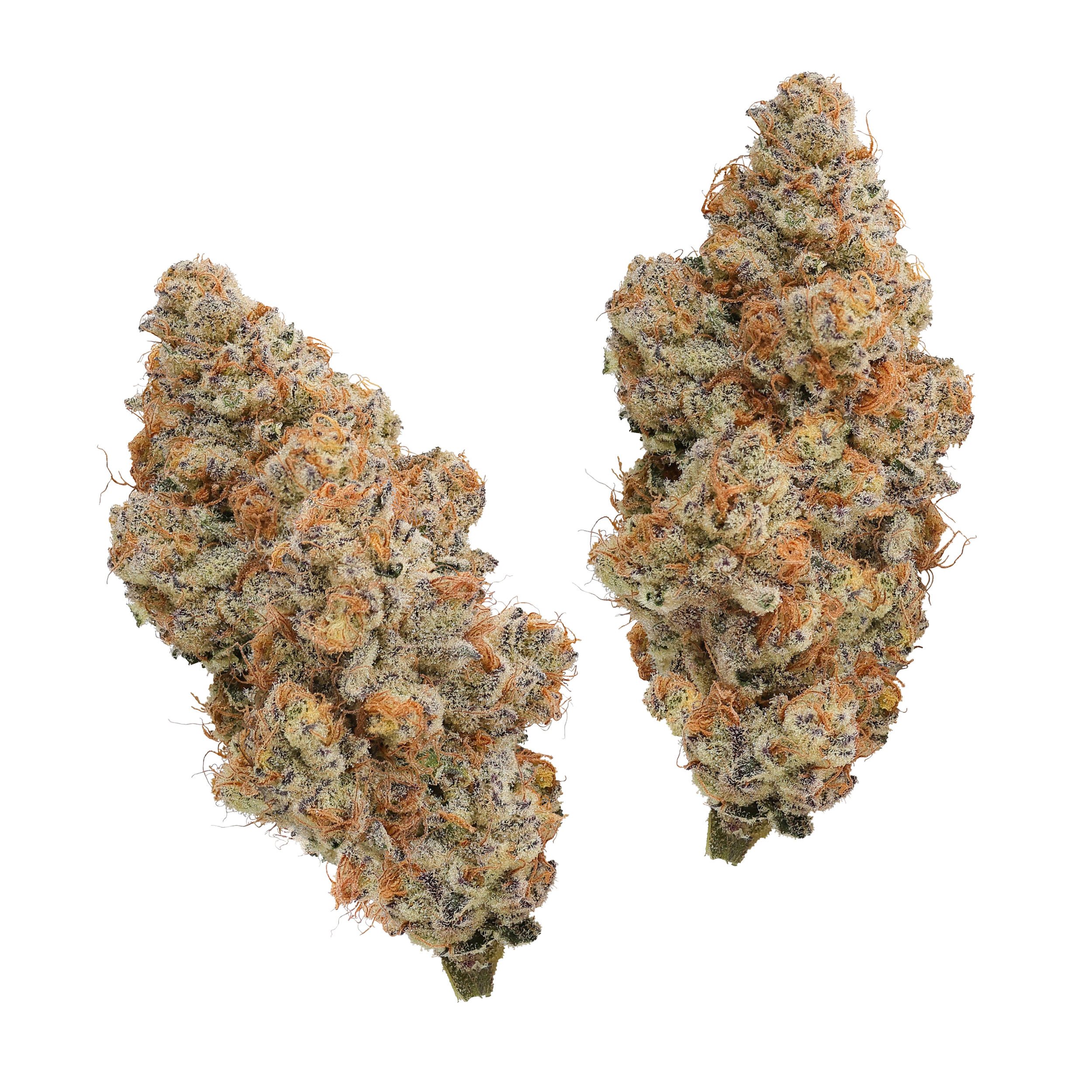 KAI Cultivation Peach Slushie Sativa Cannabis Bud