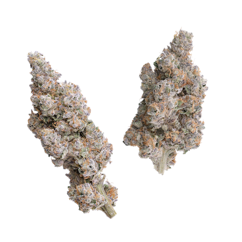 KAI Cultivation Blue Bugatti Indica Cannabis Strain Bud