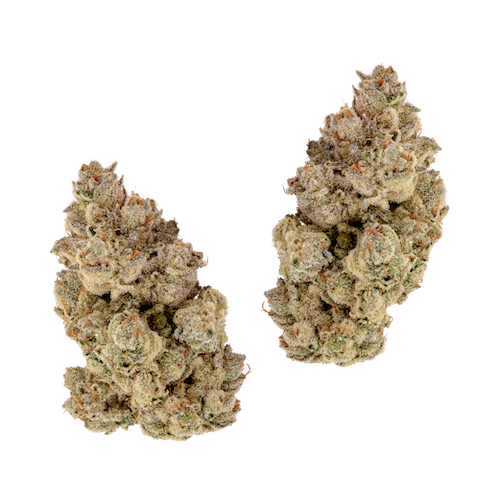 KAI Cultivation Solar Flare Sativa Cannabis Bud