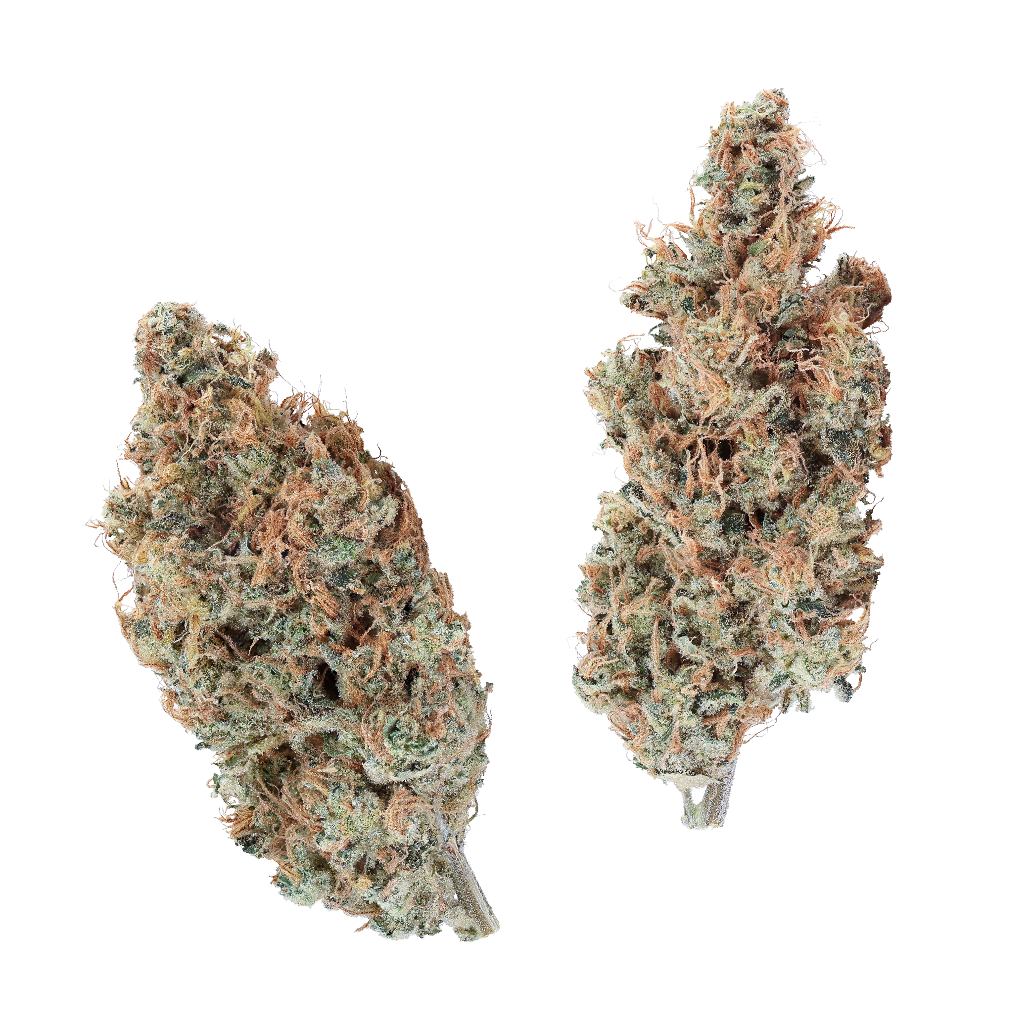 KAI Cultivation Bubble Lime Sativa Cannabis Bud Flower