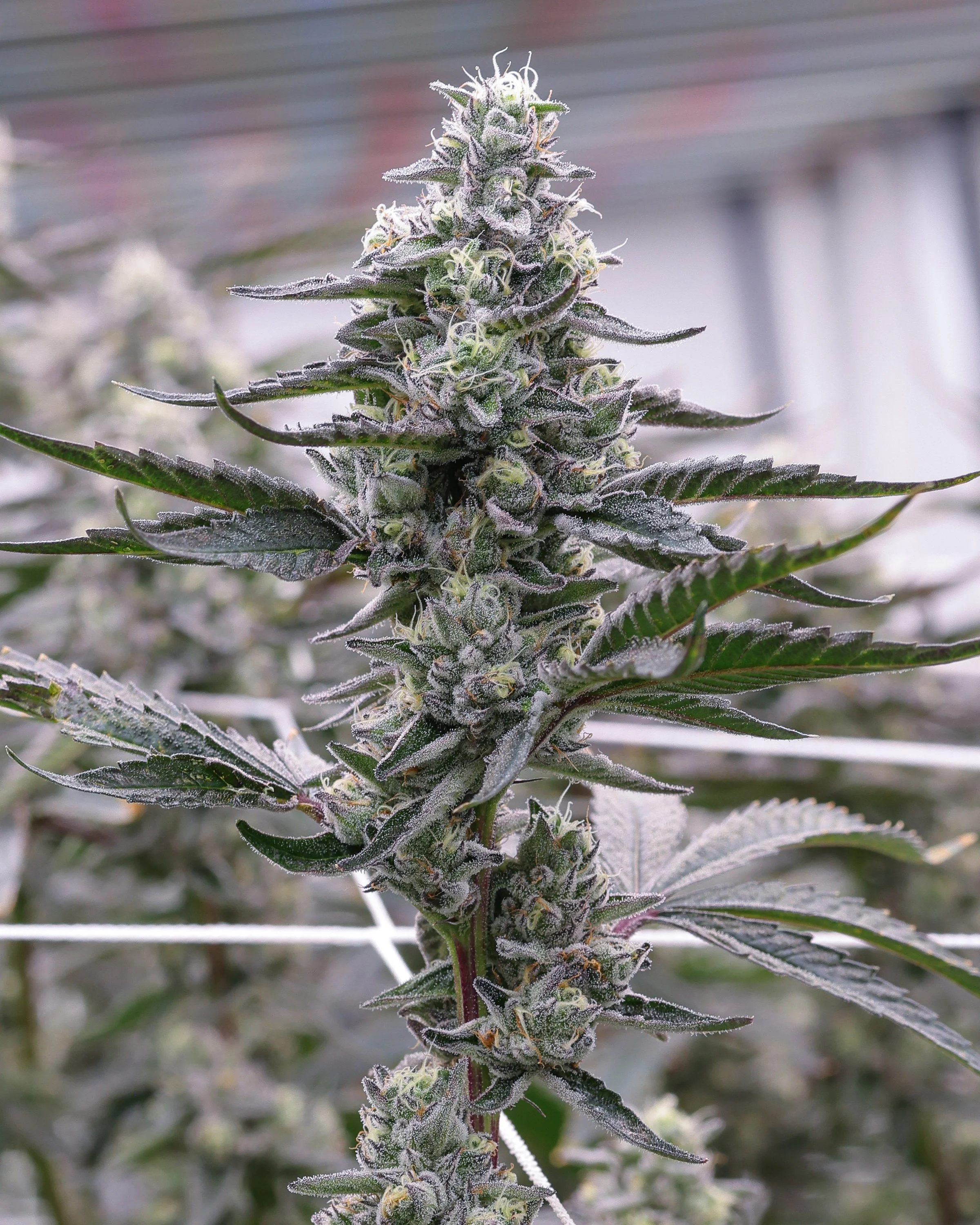 KAI Cultivation White Lightning Live Cannabis Plant