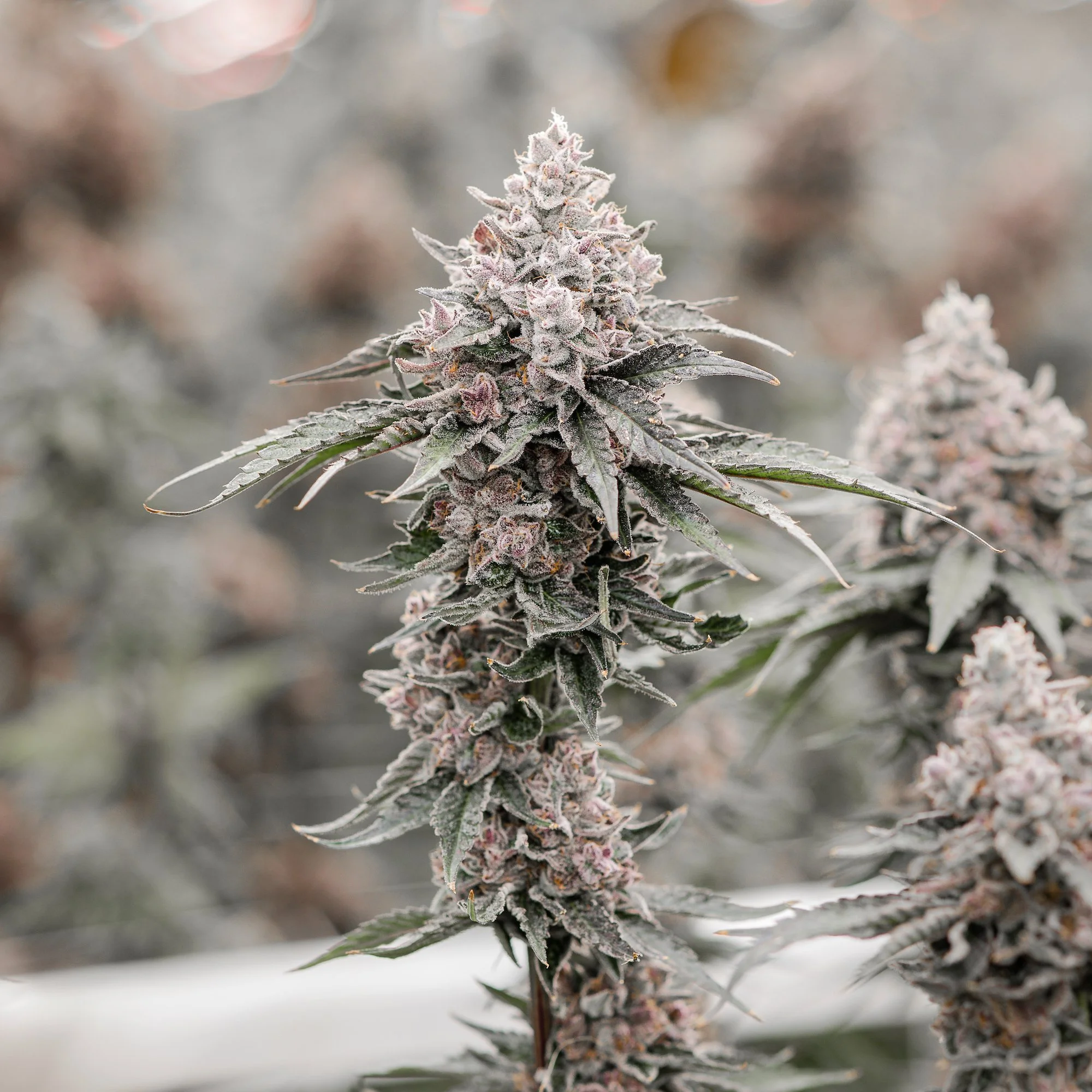 KAI Cultivation Ultraboof Sativa-Hybrid Cannabis Plant