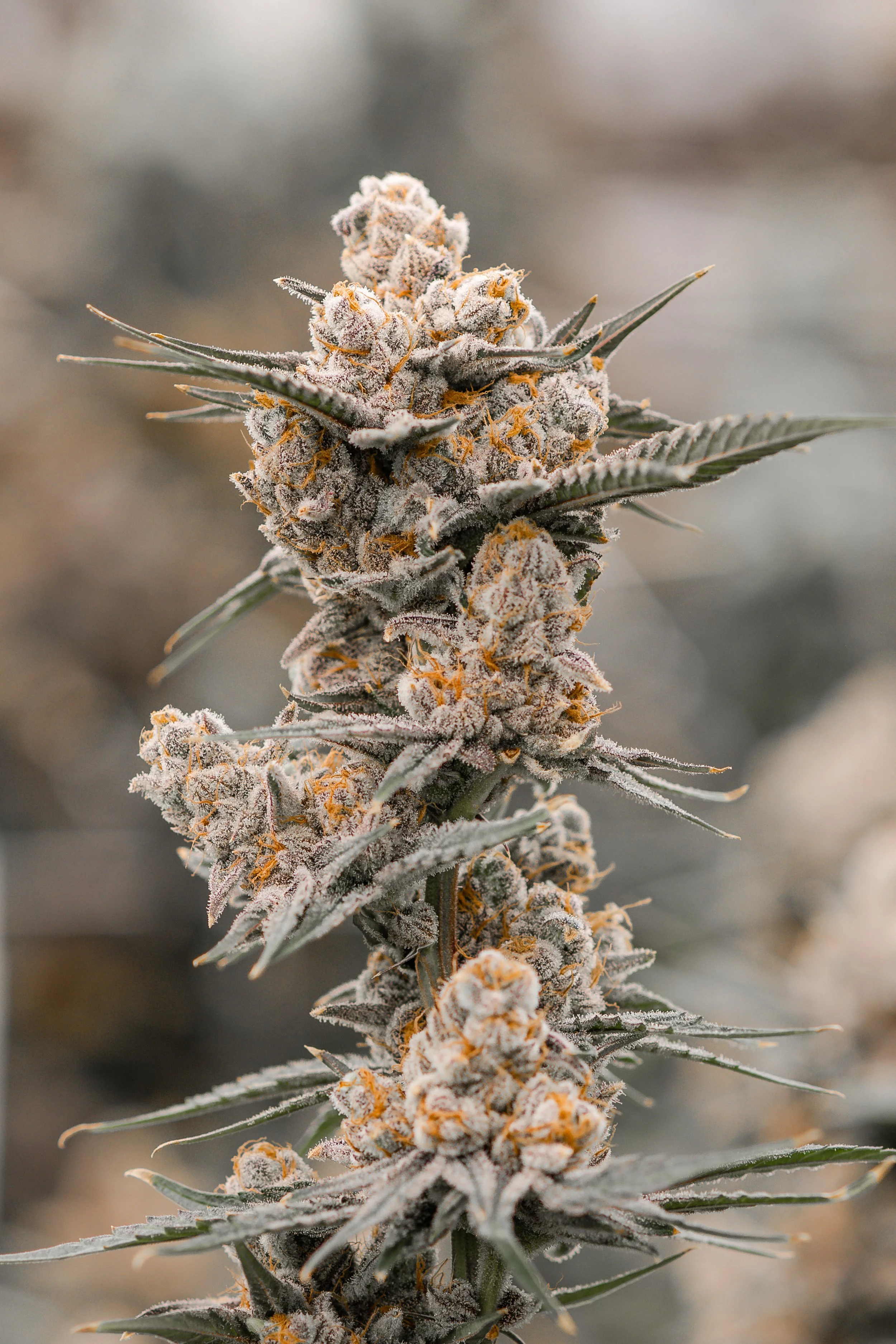 KAI Cultivation Black Cherry Punch Indica Plant