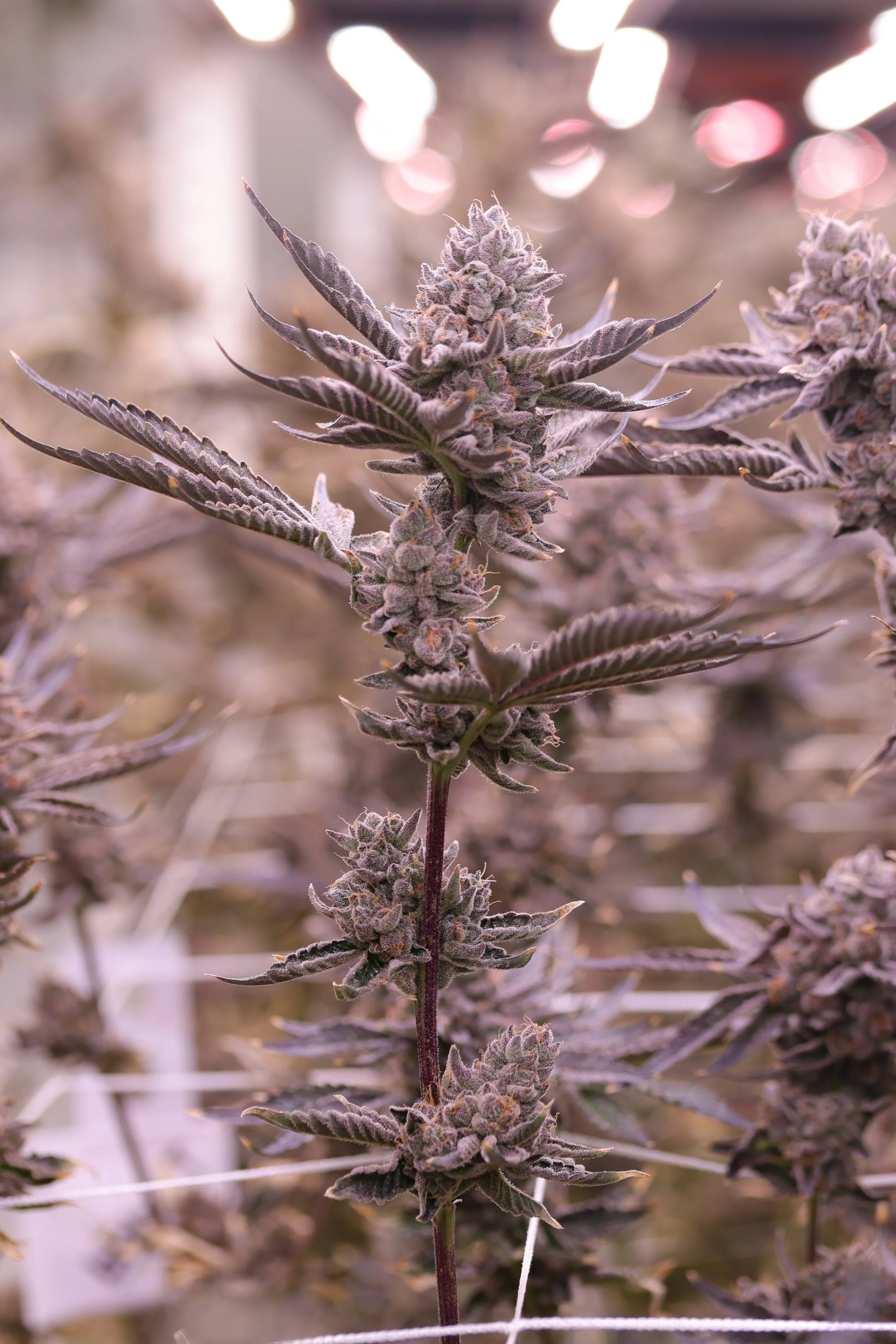 KAI Cultivation Modified Banana Pebbles Hybrid Cannabis Plant