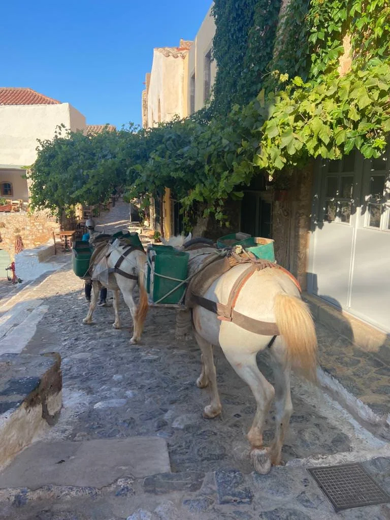 WhatsApp Image 2023-06-22 at 08.01.27.jpeg