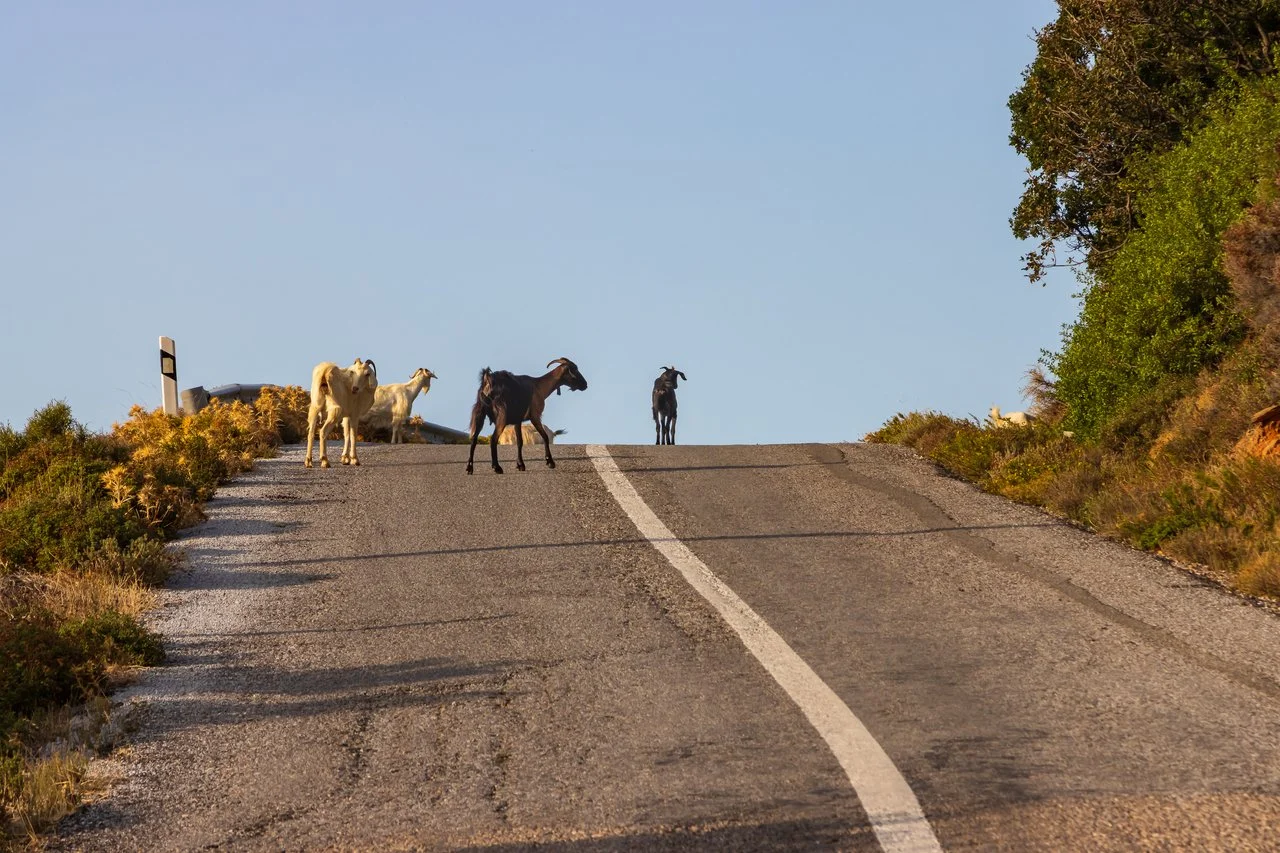 Attention aux animaux sur les routes en Grèce