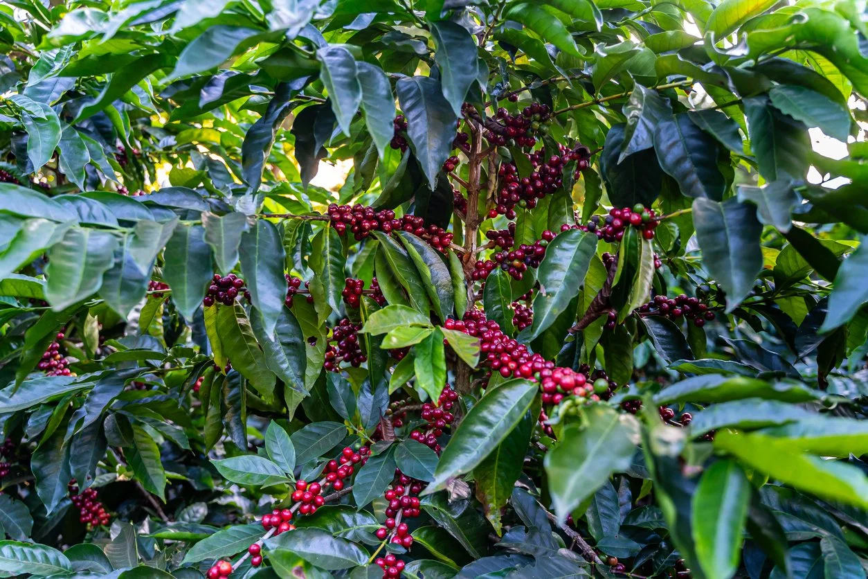 costa rica - hand picked.jpg