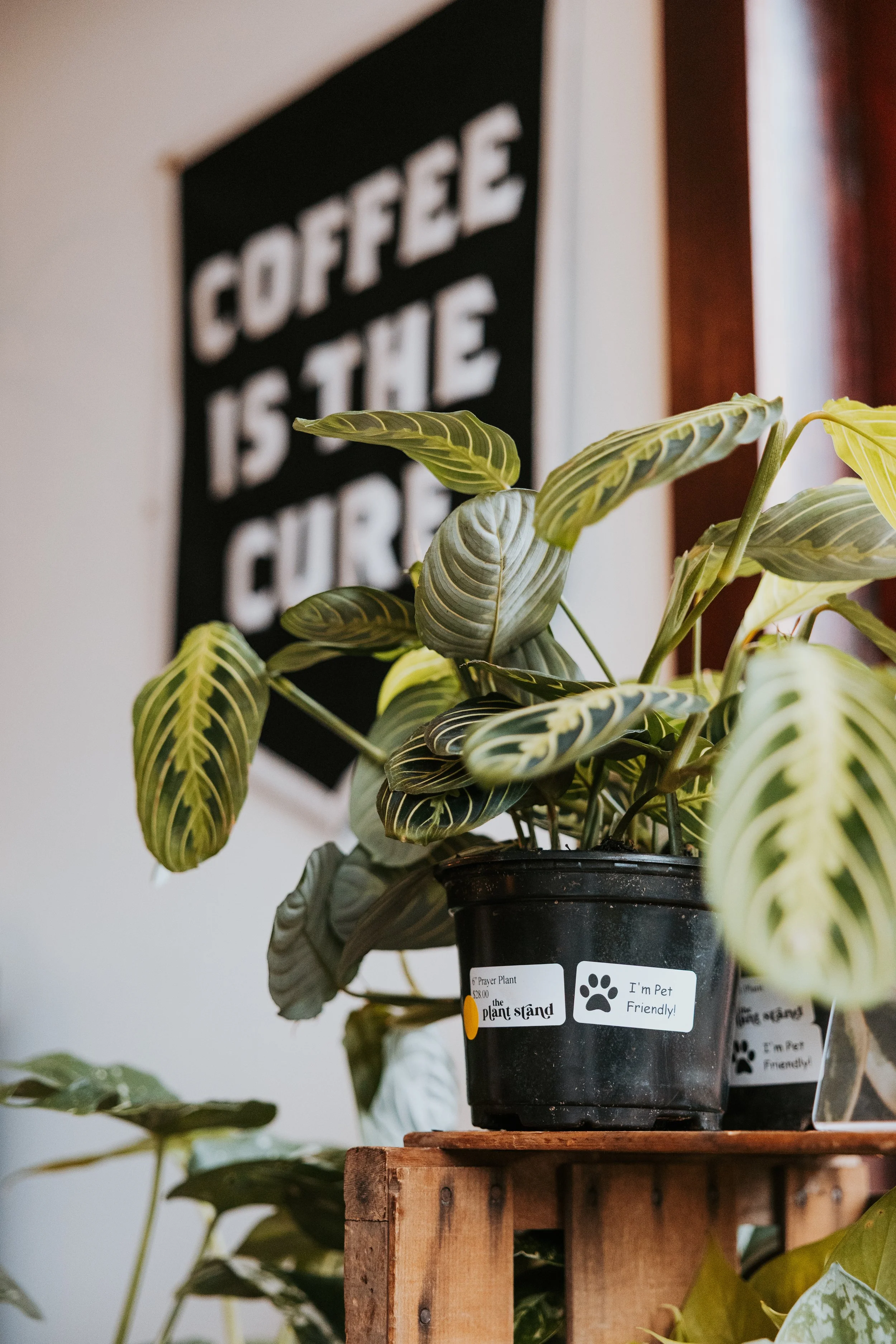 The Plant Stand Pop-Up