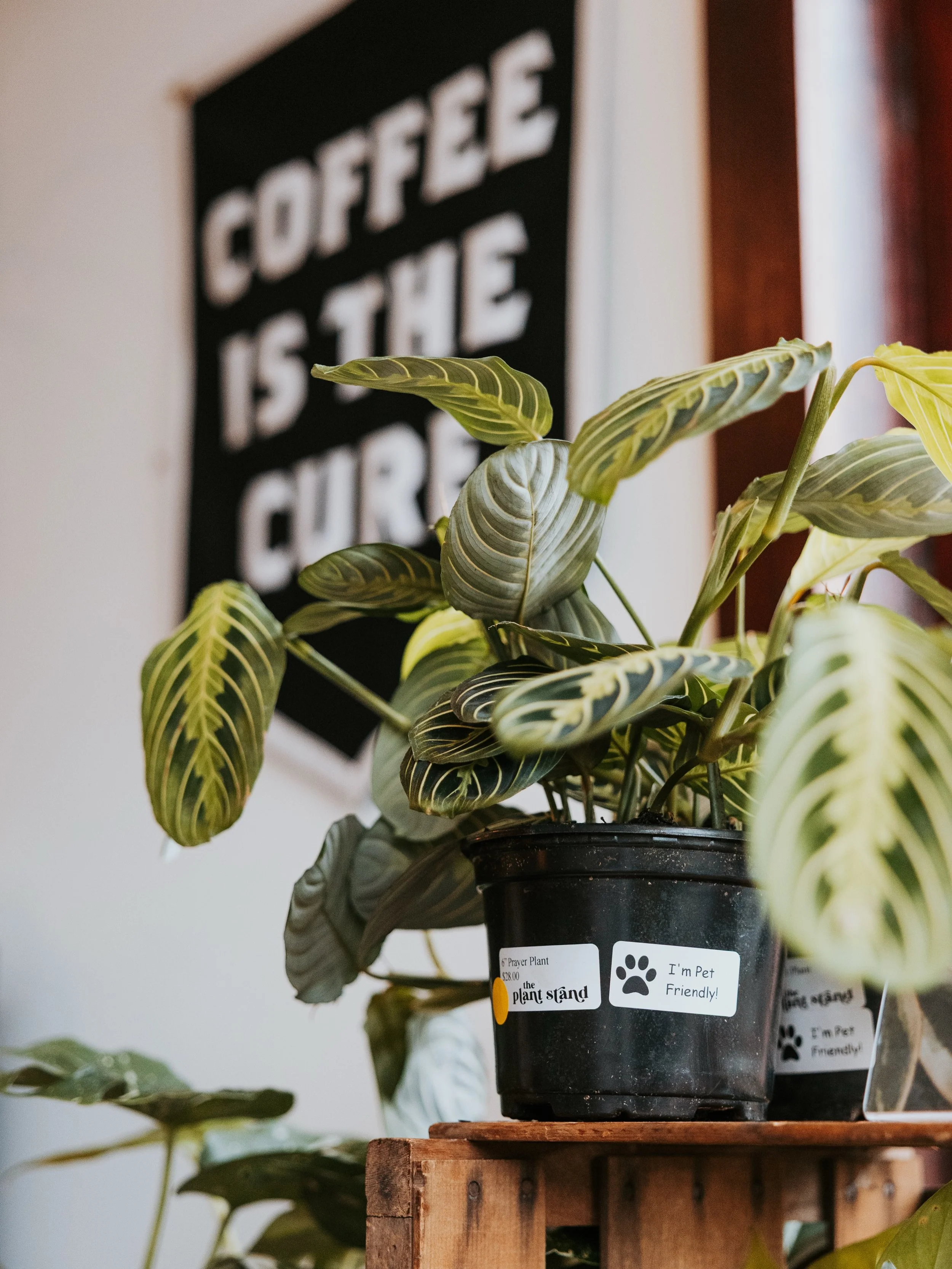 🪴☕️ Don&rsquo;t miss the party! Plants + Coffee at Origin Coffee Co Lake Placid Saturday June 6th 9am-1pm!

@theplantstandcny is back in the mountains! 🤩
