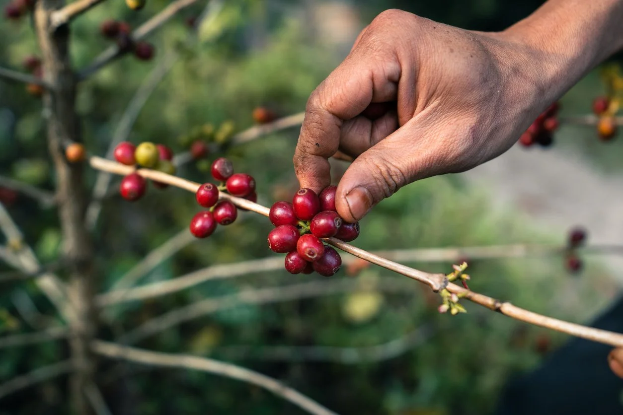 Ripe Coffee Cherries Mexico.jpg