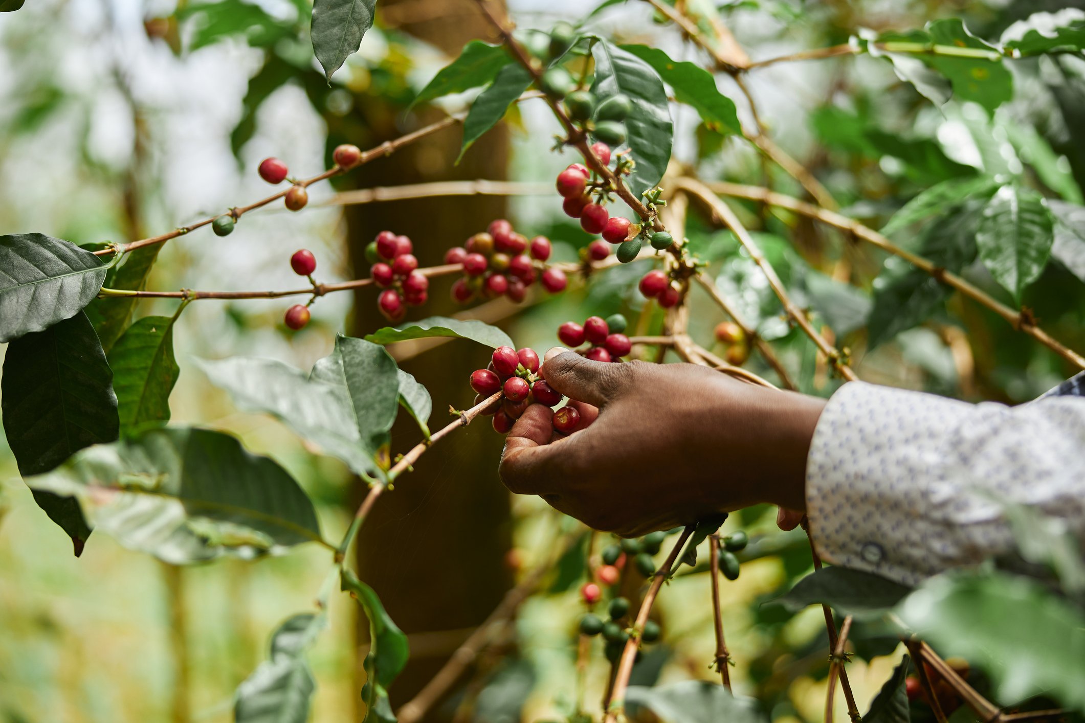 Coffee Cherries Africa.jpg