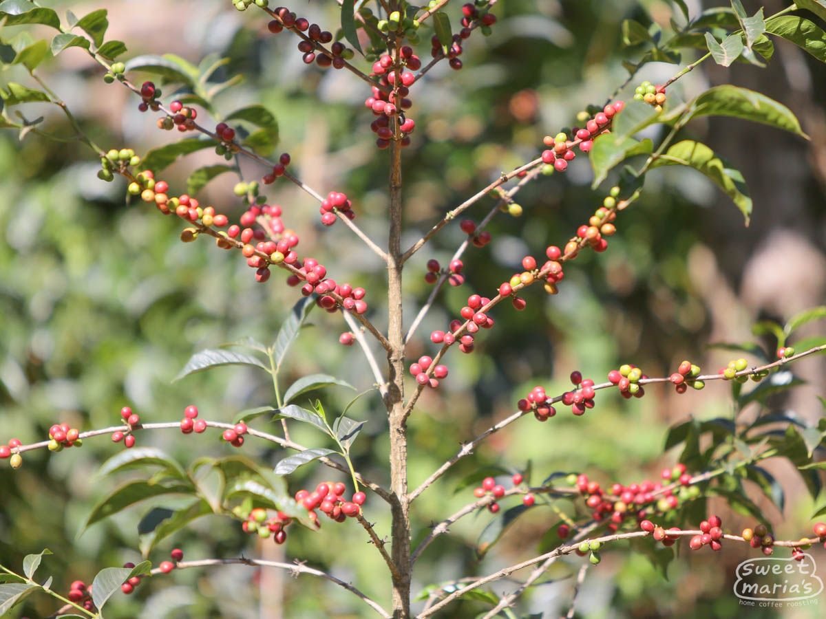 ethiopia-coffee-guji-12_2.jpg