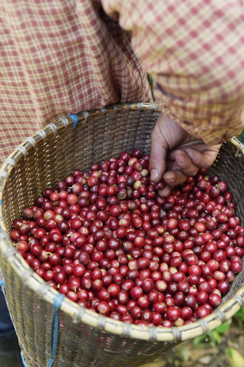 Mexico-coffee-cherries-4.jpg