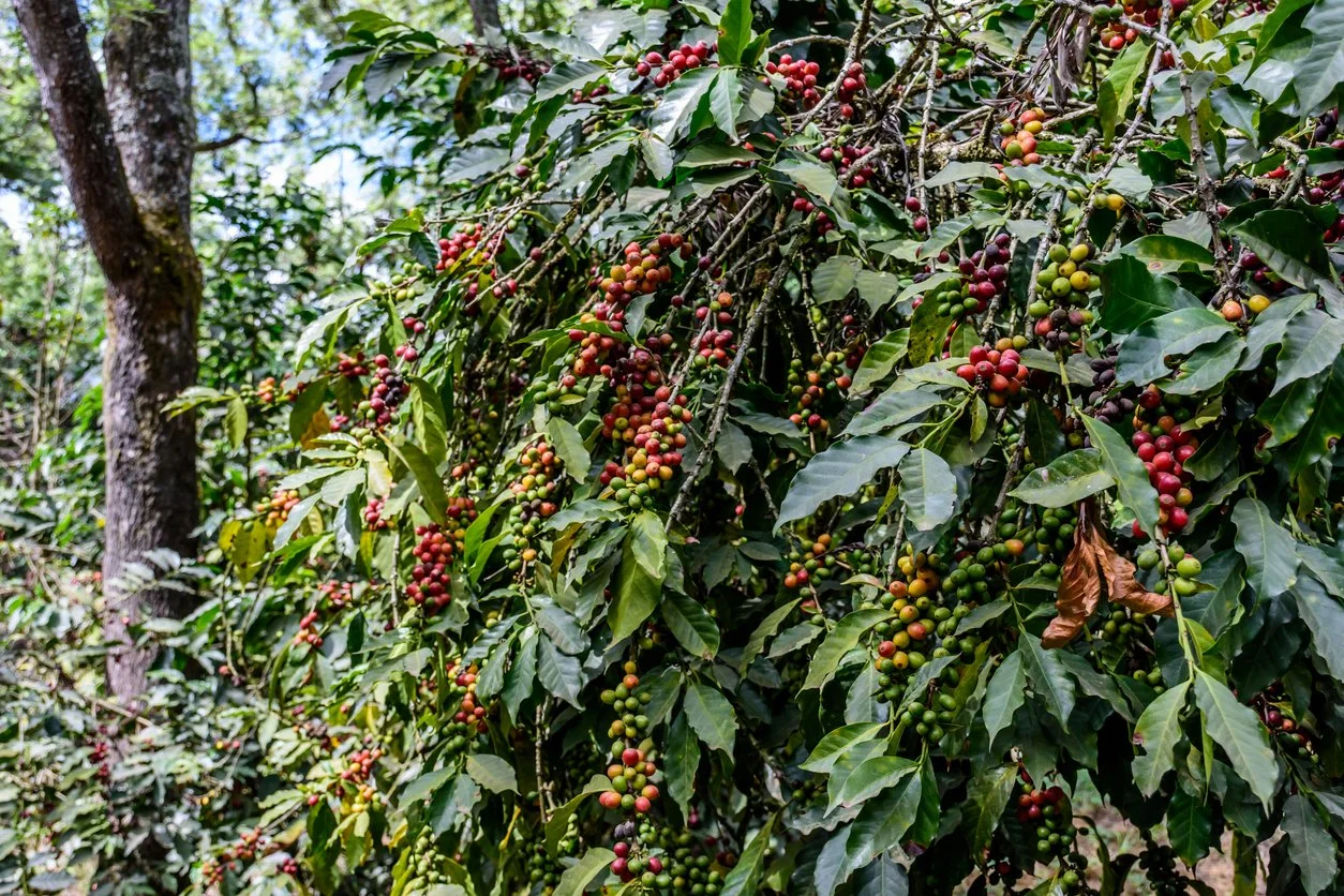 Guatemala - ripening on bush.jpg
