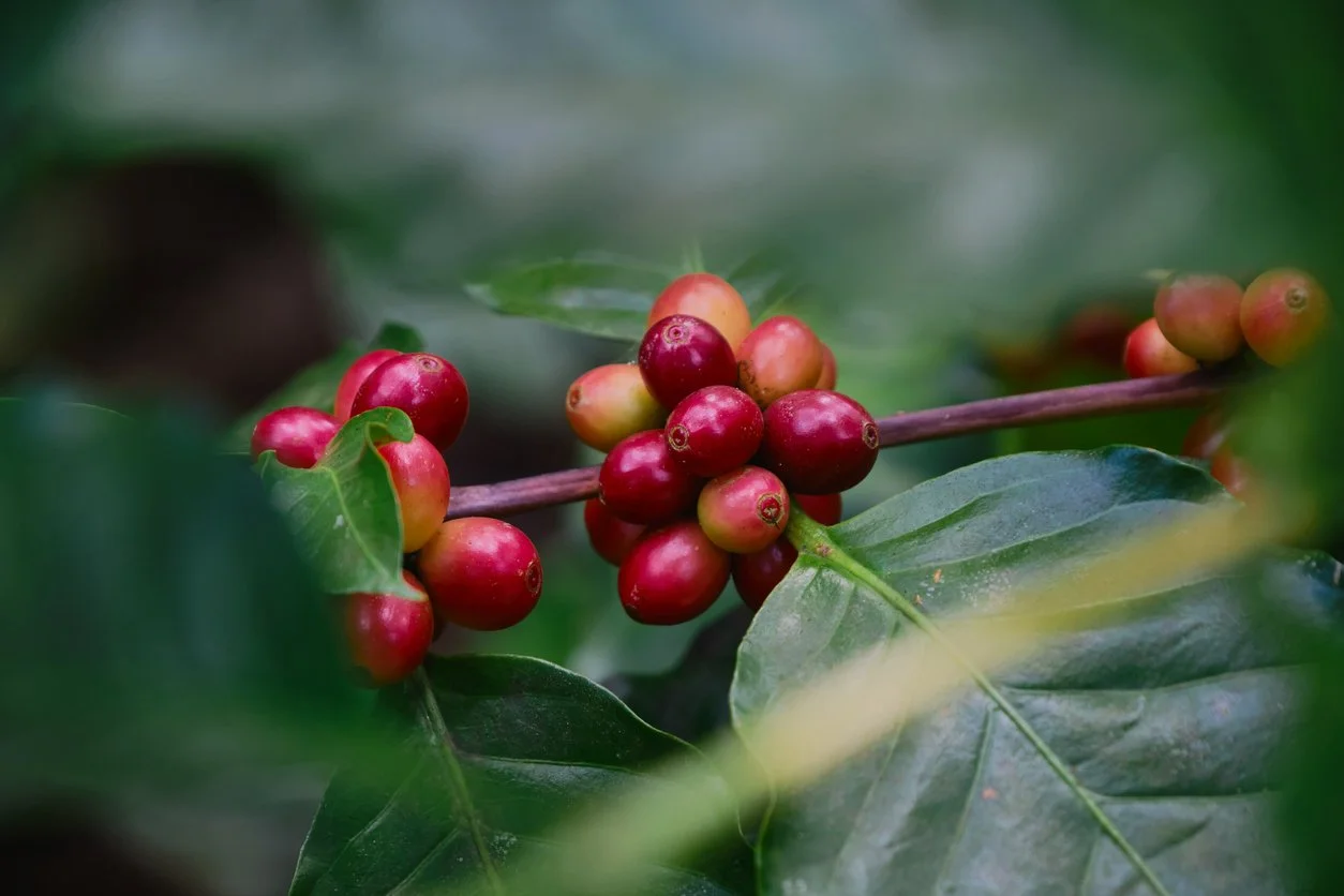 coffea fruit.jpg