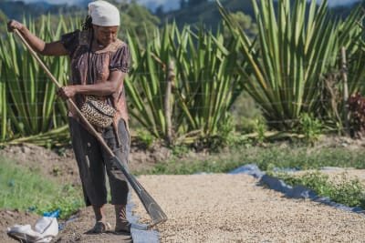 Origin Coffee Papua New Guinea 3.jpg