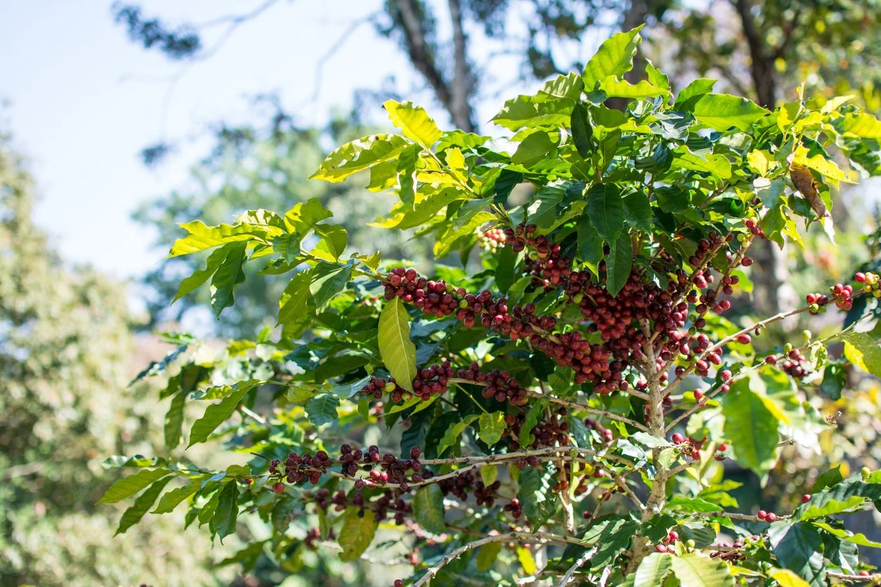 Ripe Coffee Cherries.jpg