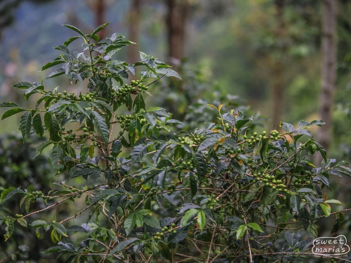 guatemla-huehuetenang-san-pedro-necta-1.jpg