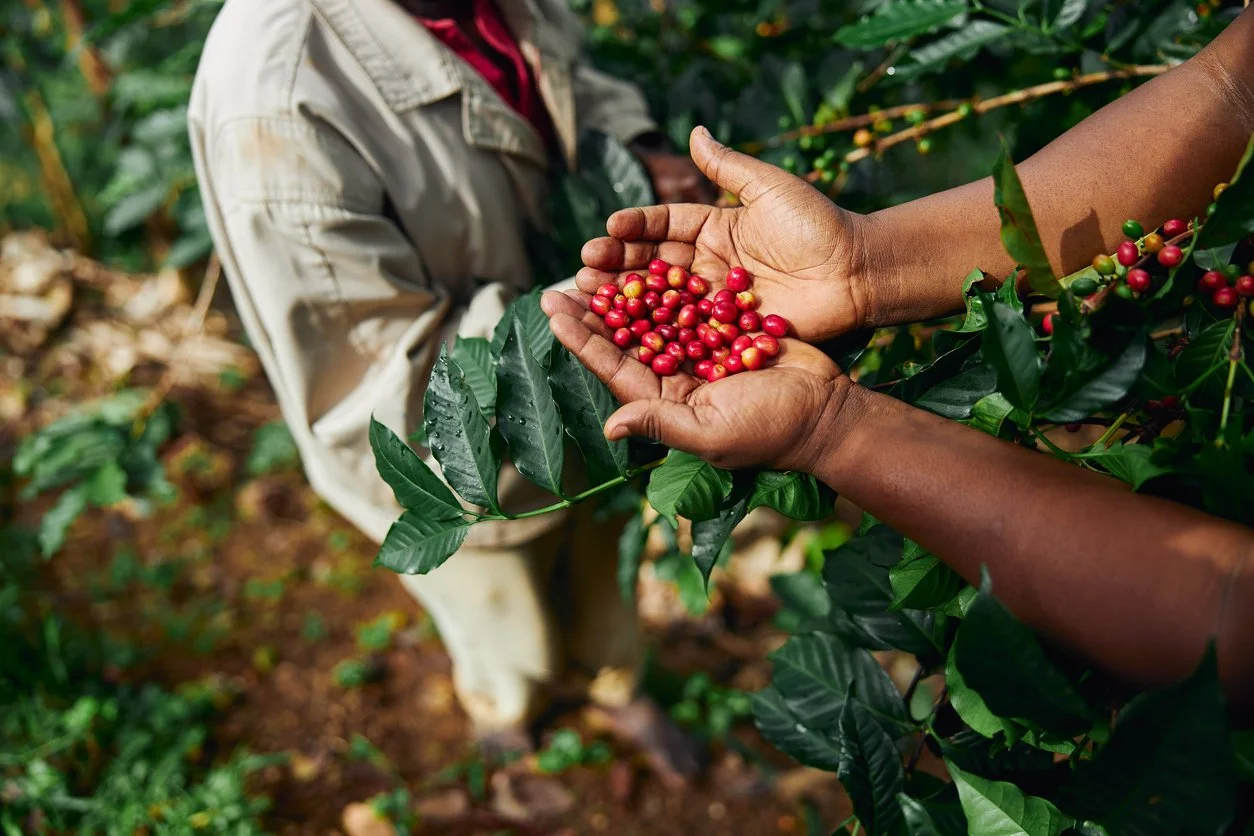 kenya coffee gathering on plantation.jpg