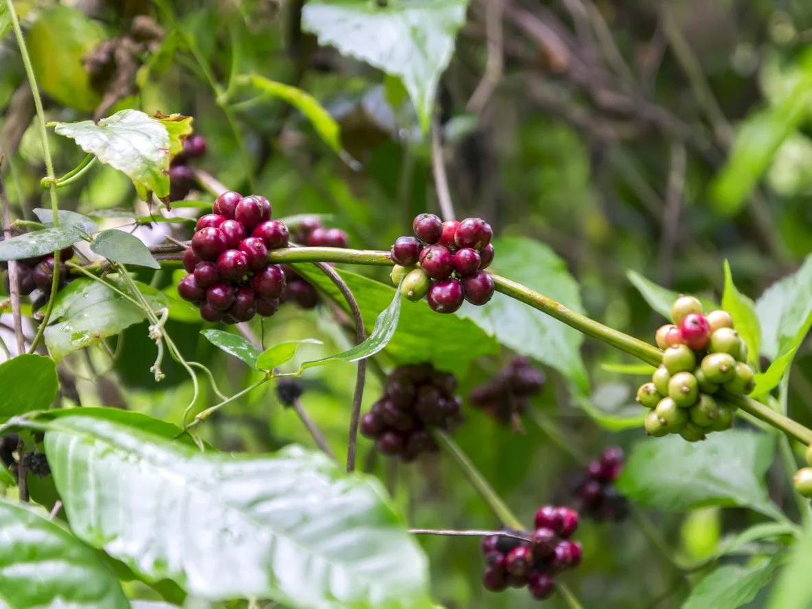 sumatra coffee pods photo.jpg