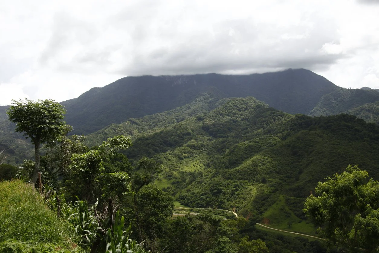 Chiapas Coffee Plantation Cloud Forest.jpg