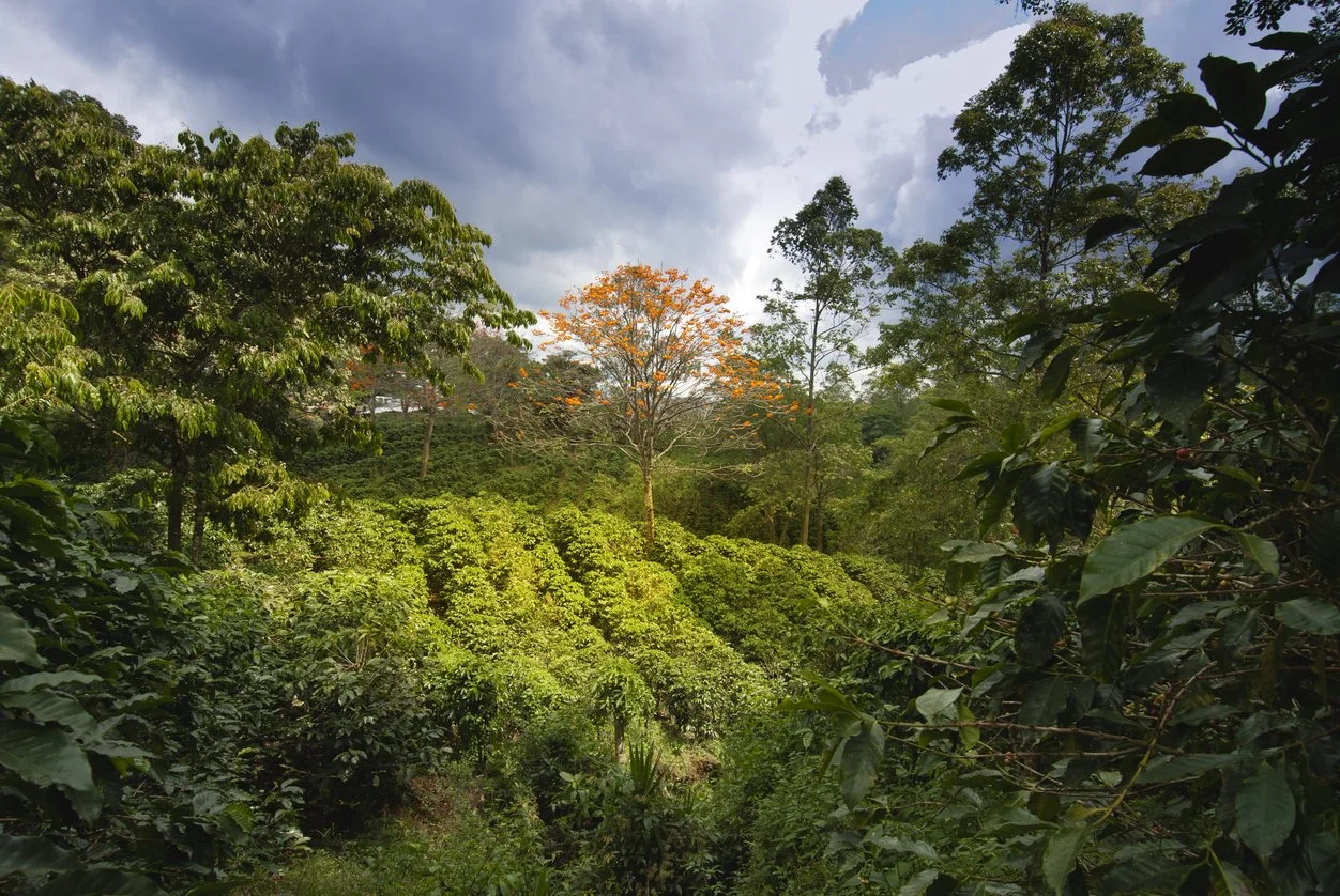 Costa rica coffee 2.jpg