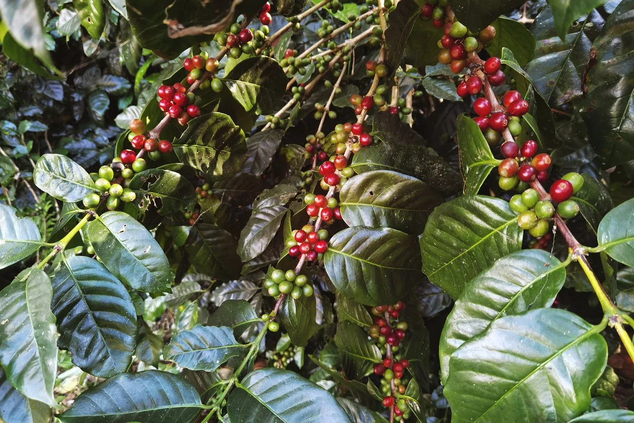 Colombia Coffee Plant.jpg