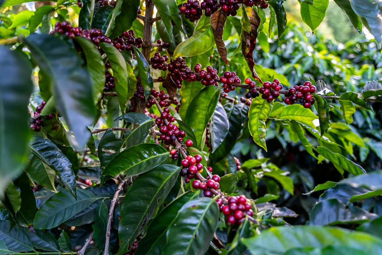 Costa Rica Coffee.jpg