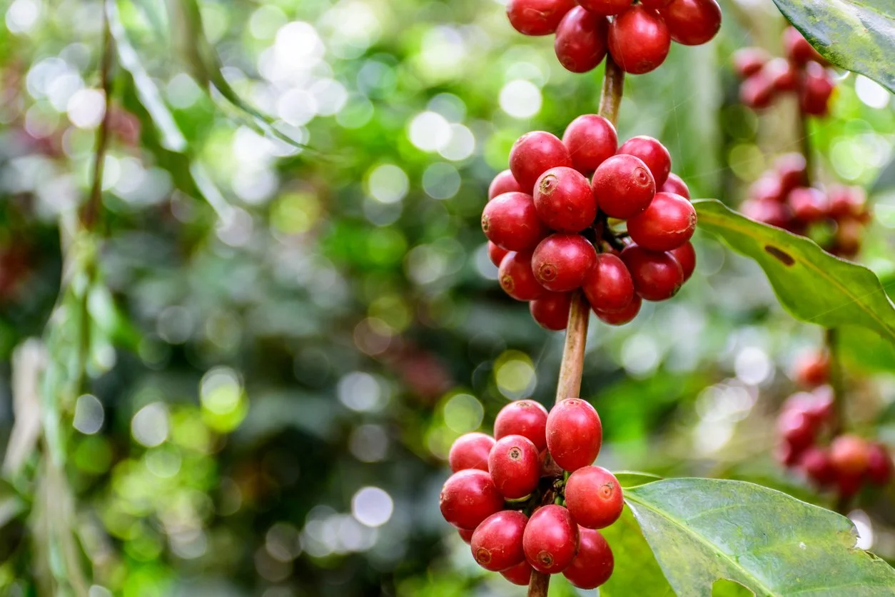Guatemala - ripe coffee cherries.jpg