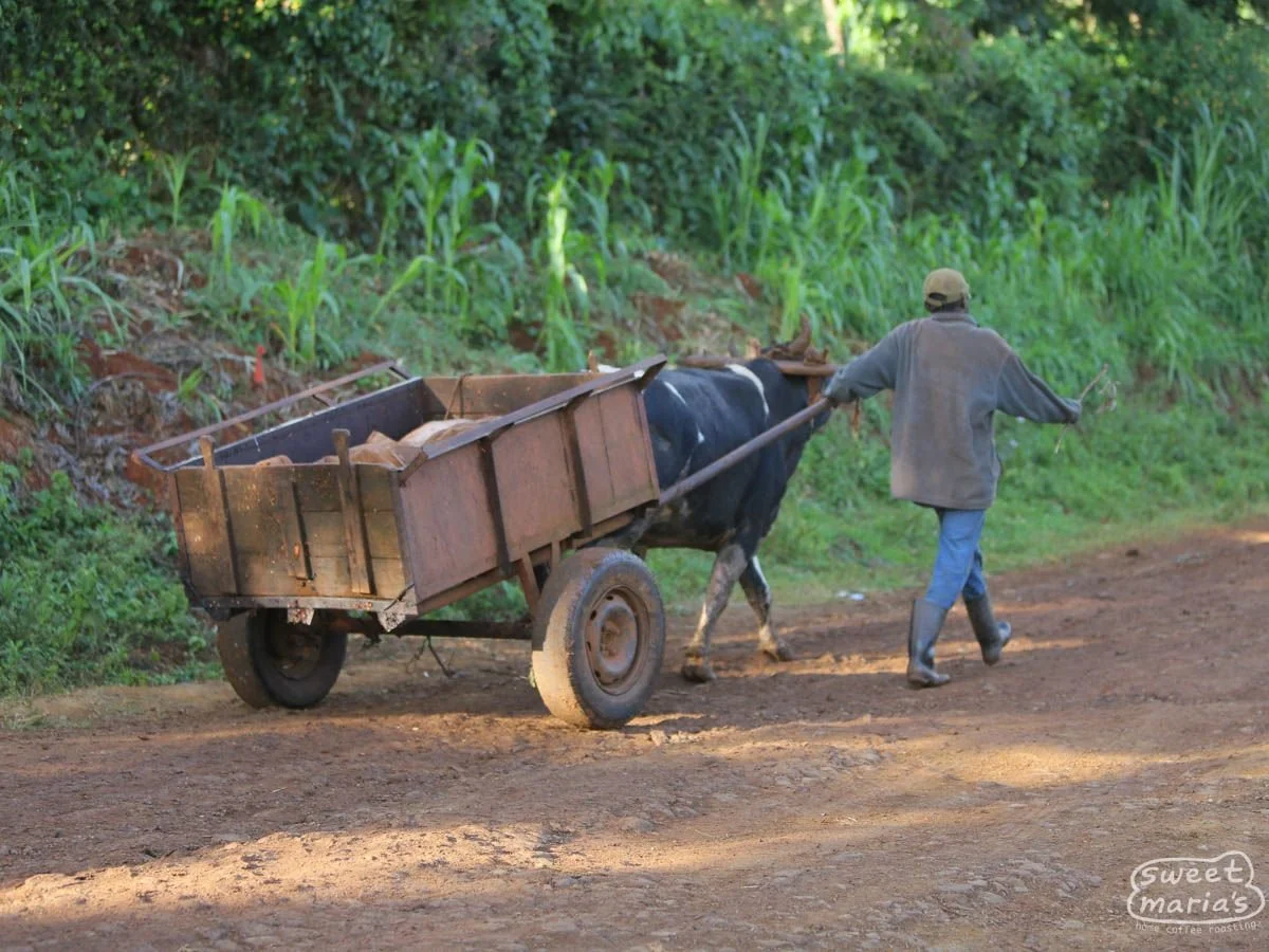 kenya-kirinyaga-kainamui.jpg