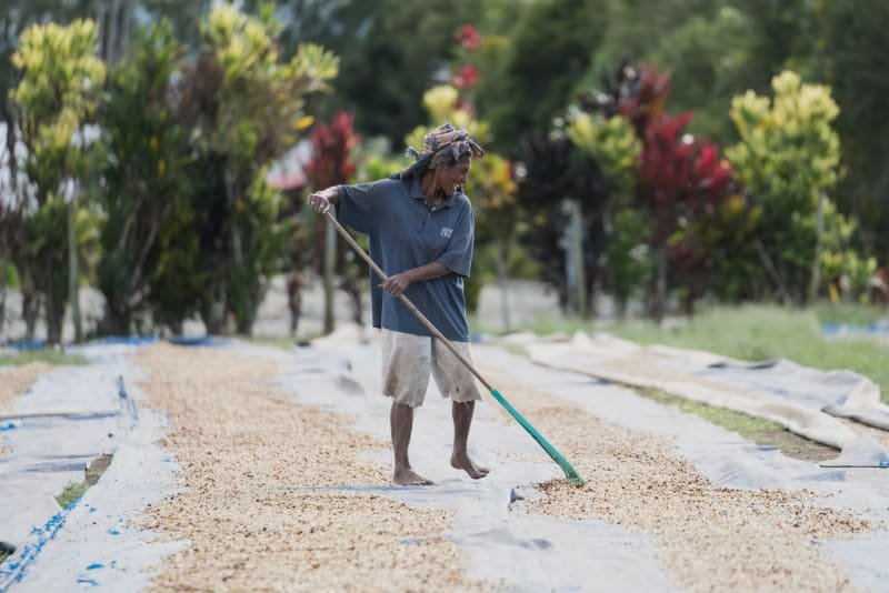 Origin Coffee Papua New Guinea 2.jpg