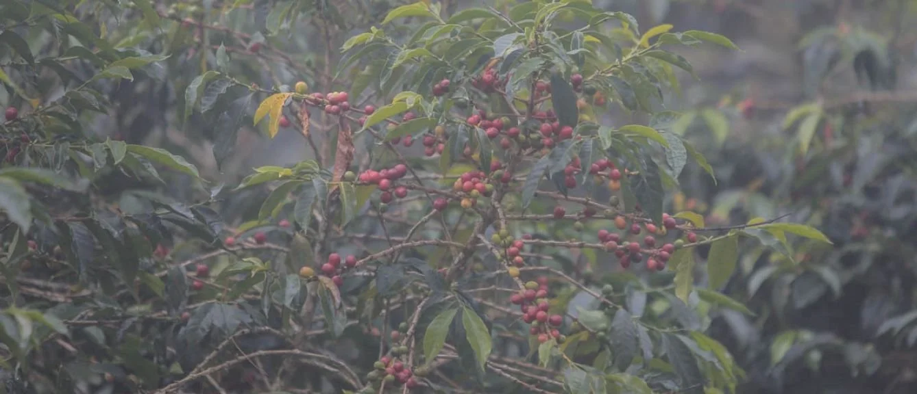 Origin Coffee Guatemala Coban.jpg