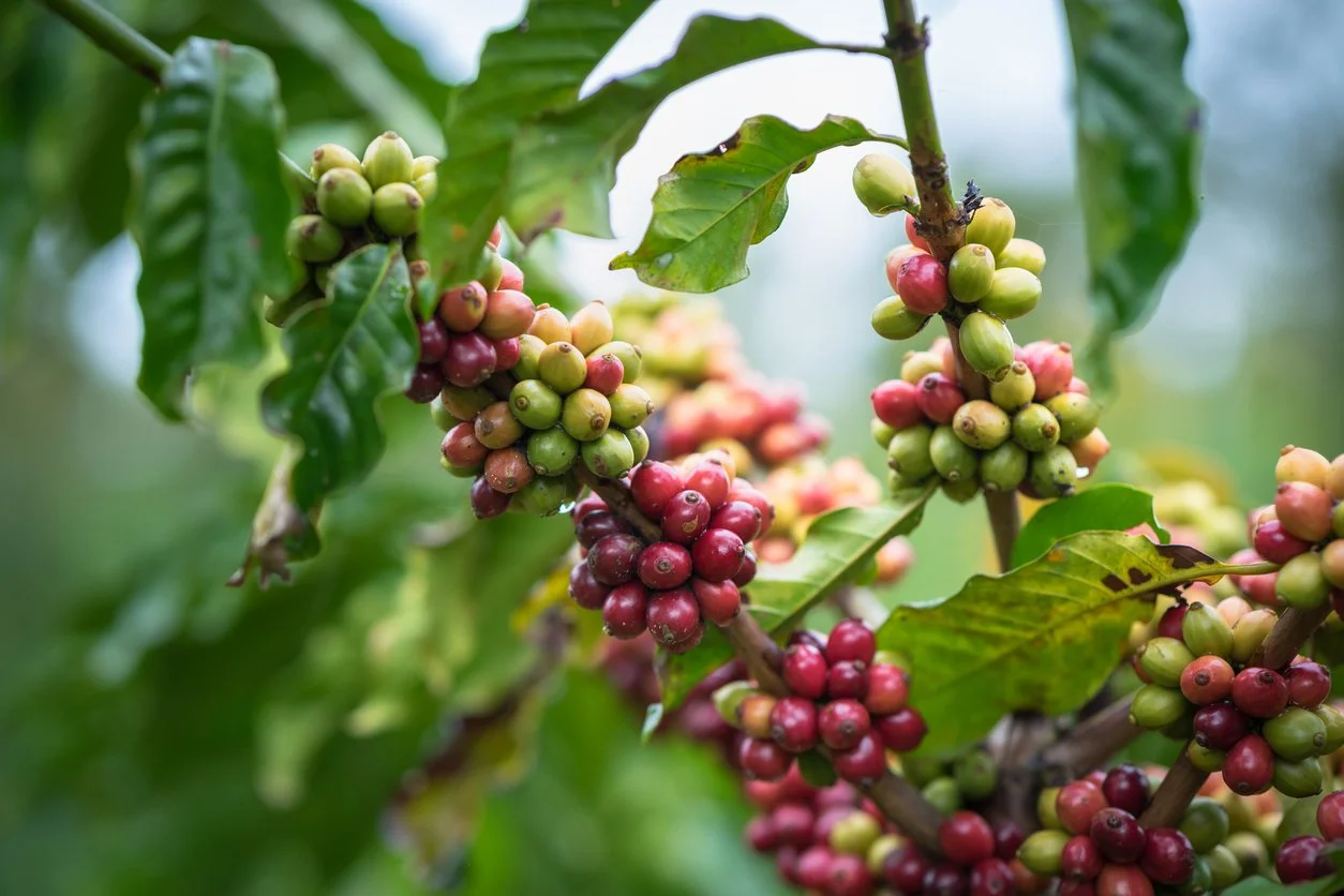 Coffee Fruit.jpg