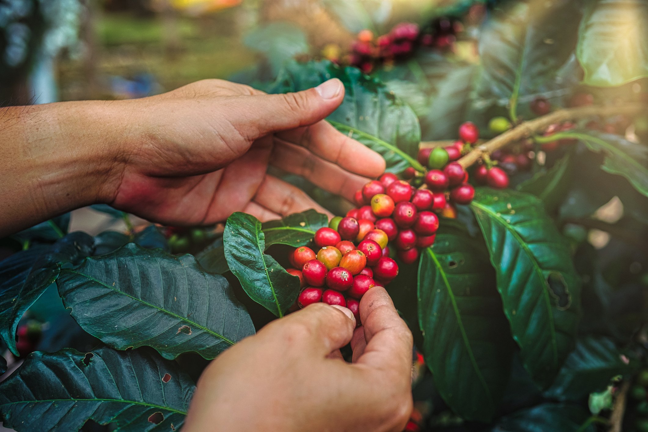 Picking Coffee Cherries.jpg