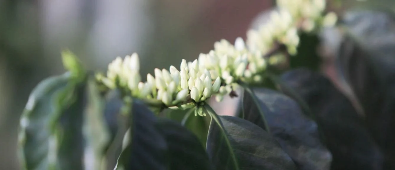 Origin Coffee Kenya Peaberry .jpg