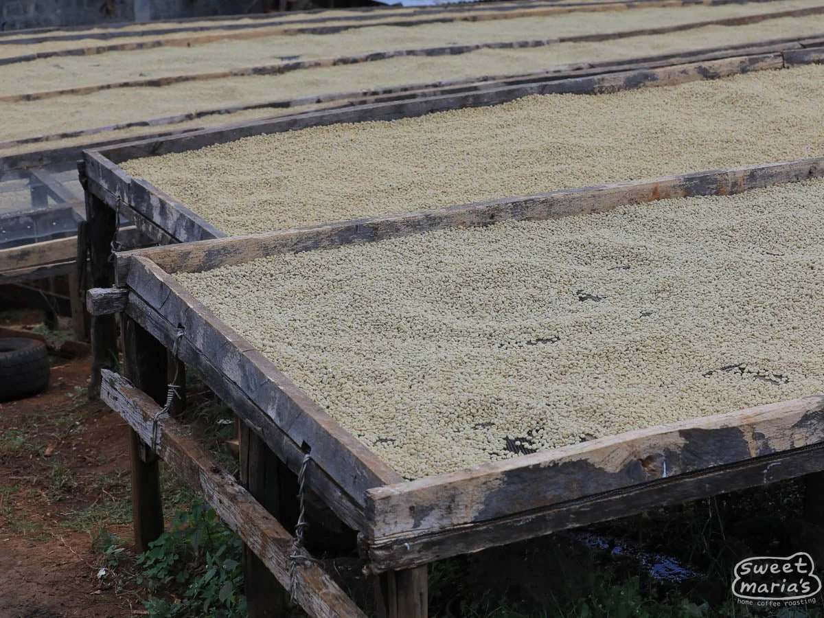 kenya kiambu 2.jpg