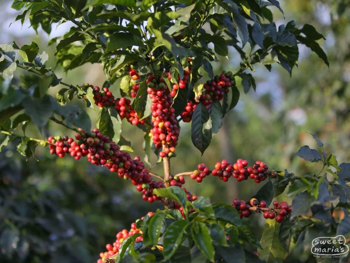 kenya-kirinyaga-kainamui-4_1.jpg