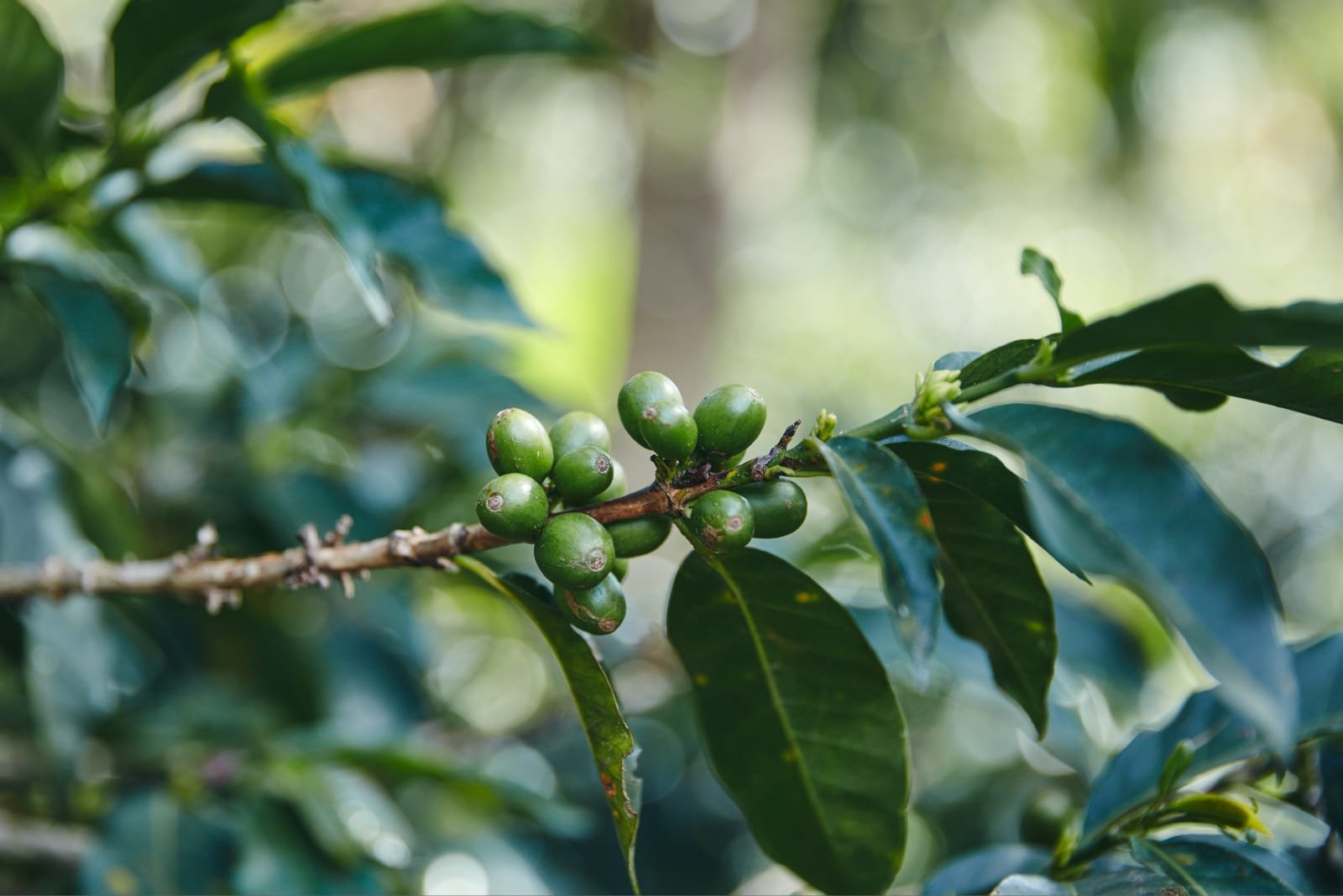Origin Coffee Colombia 2.jpg