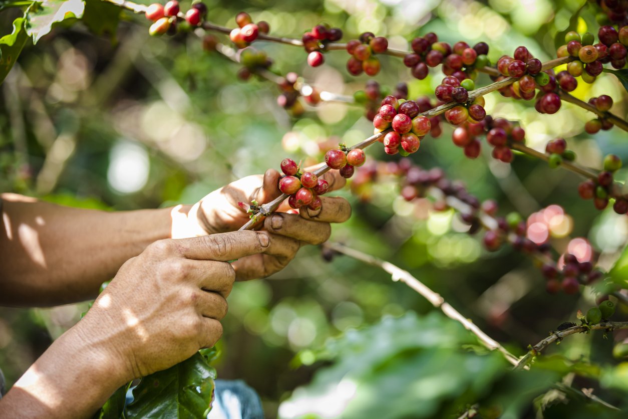 Origin Coffee Ethiopia 4.jpg