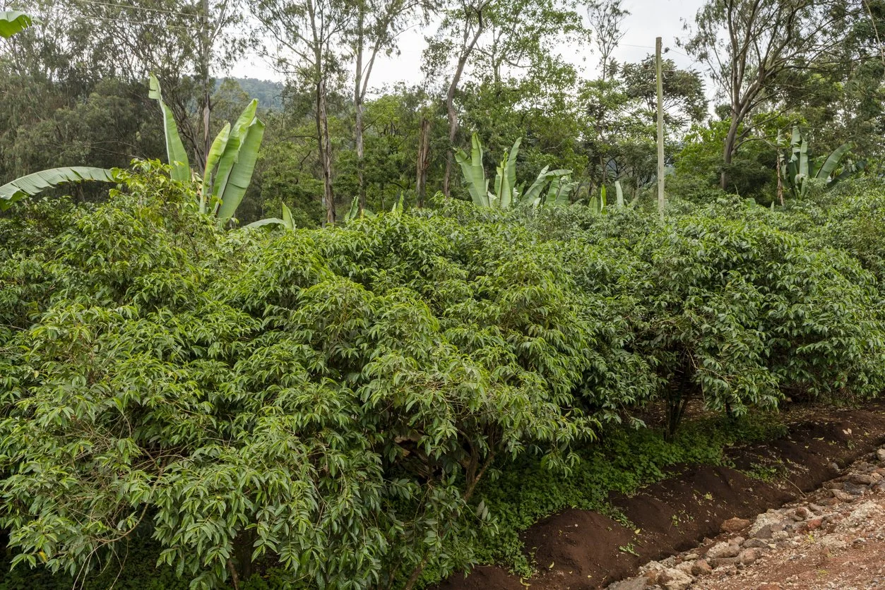 Immature Coffee Plants Yirgacheffe.jpg