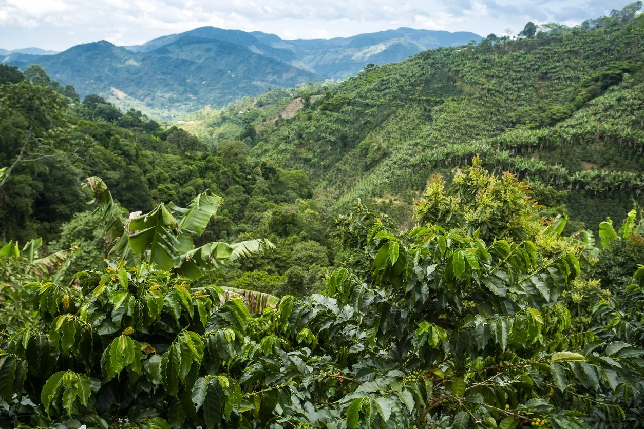 Antioquia Coffee Plantation.jpg