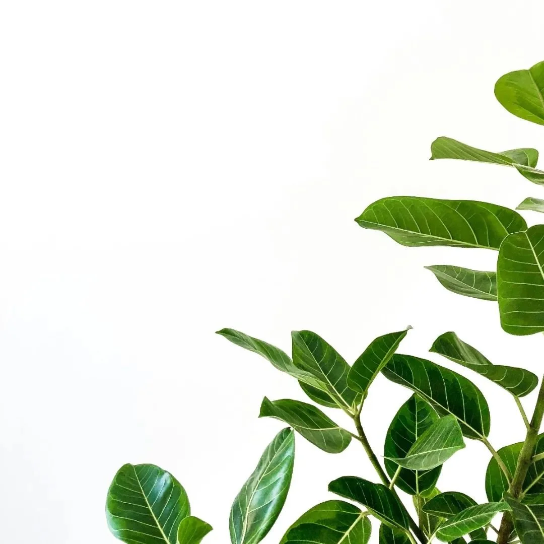 [NL] 
🌿
E&eacute;n massagesessie doet absoluut wonderen voor jou en je lichaam. En het is ongetwijfeld heilzaam voor je. 

Als je ook tastbare resultaten wilt om je huid te vitaliseren en veroudering te voorkomen en zoveel mogelijk te verminderen, d