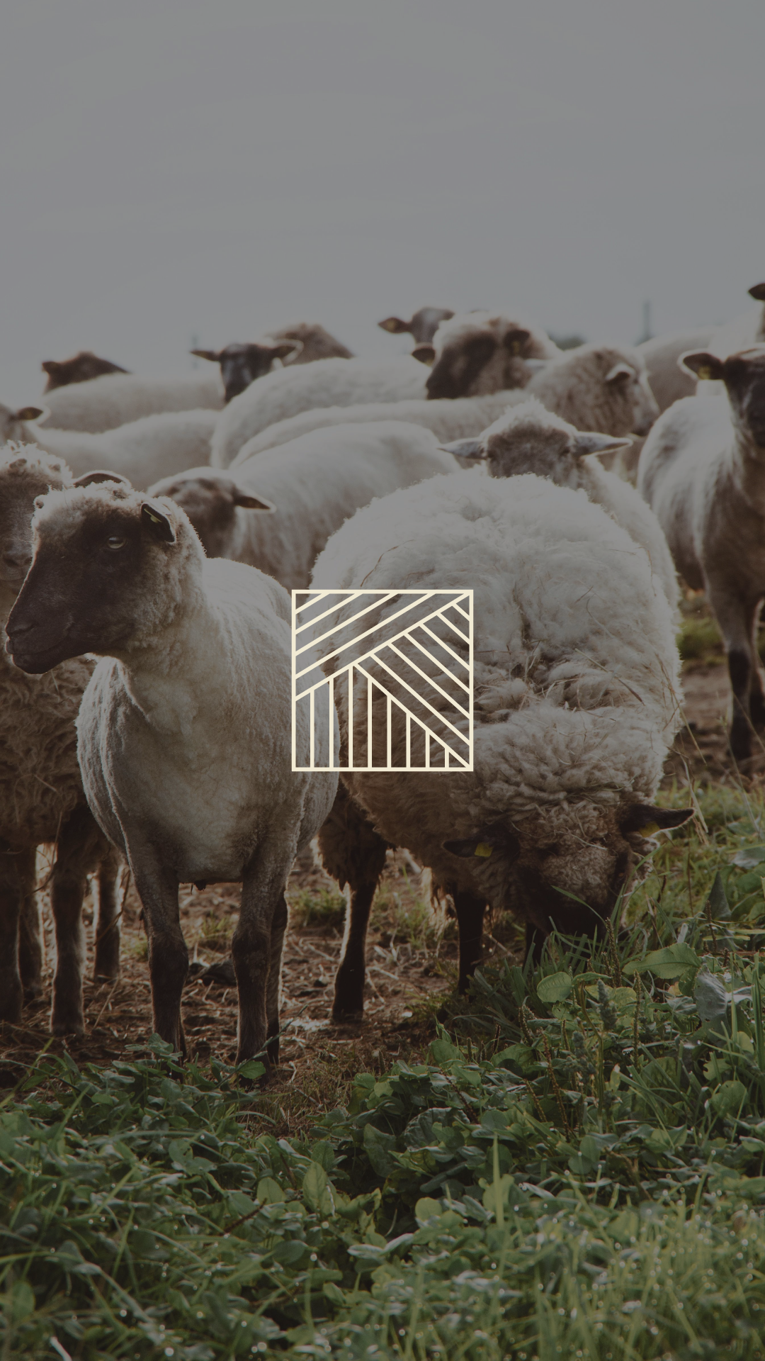 Knit Shepherd Reels-04.png