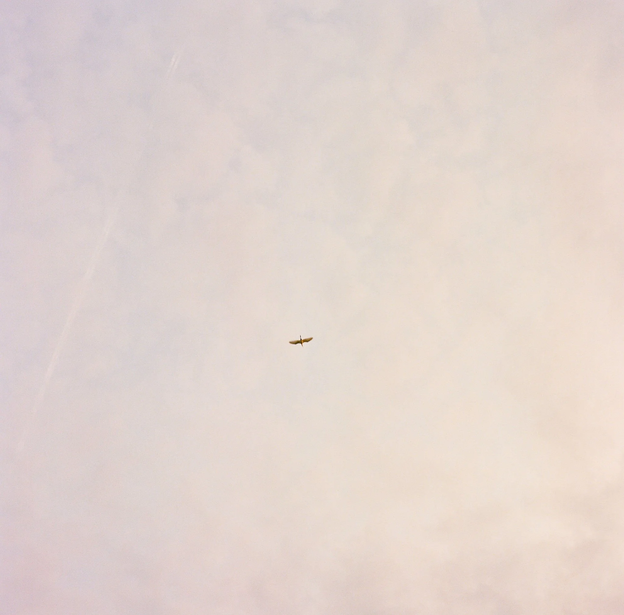 Egret Moon