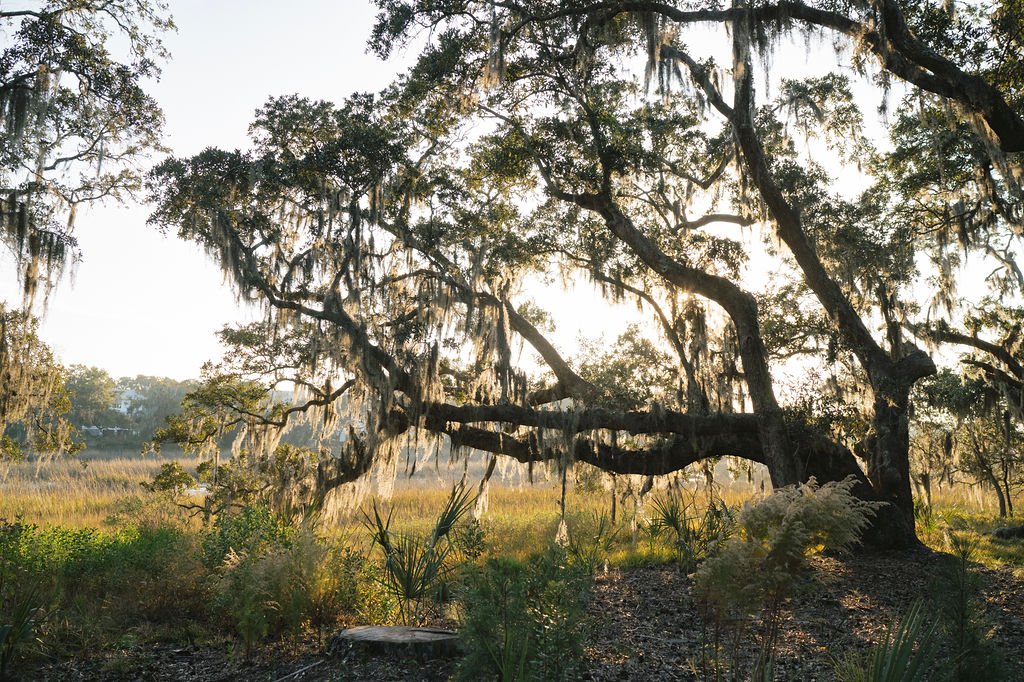 Live oak draped in Spanish moss overlooking the marsh along the Kiawah River at The Dunlin on Johns Island near Charleston.