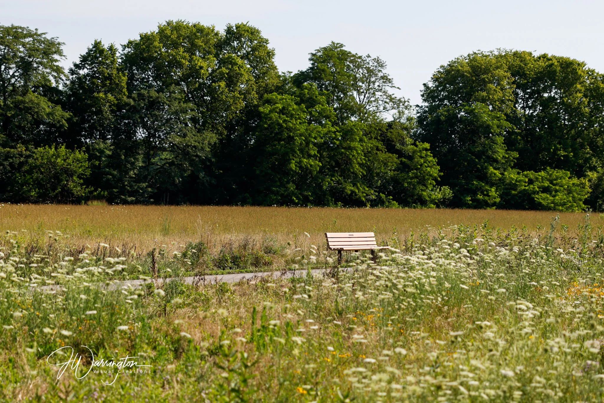 A park scene at Lauer Historical Farm, with a wooden bench on a sidewalk, surrounded by grassy fields with white flowers, and large green trees under a clear blue sky.