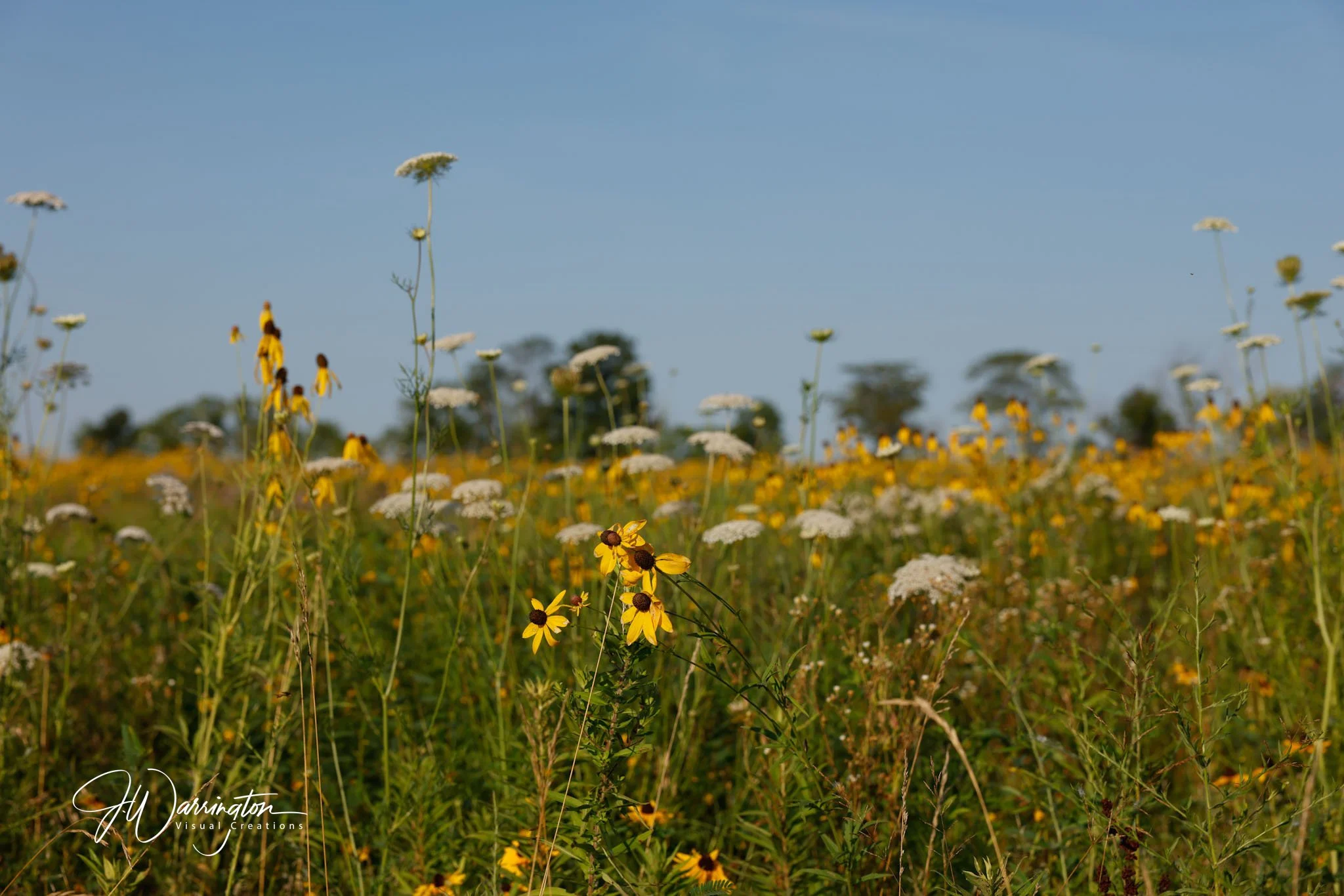 A field of yellow and white wildflowers under a clear blue sky at Motter Metro Park.