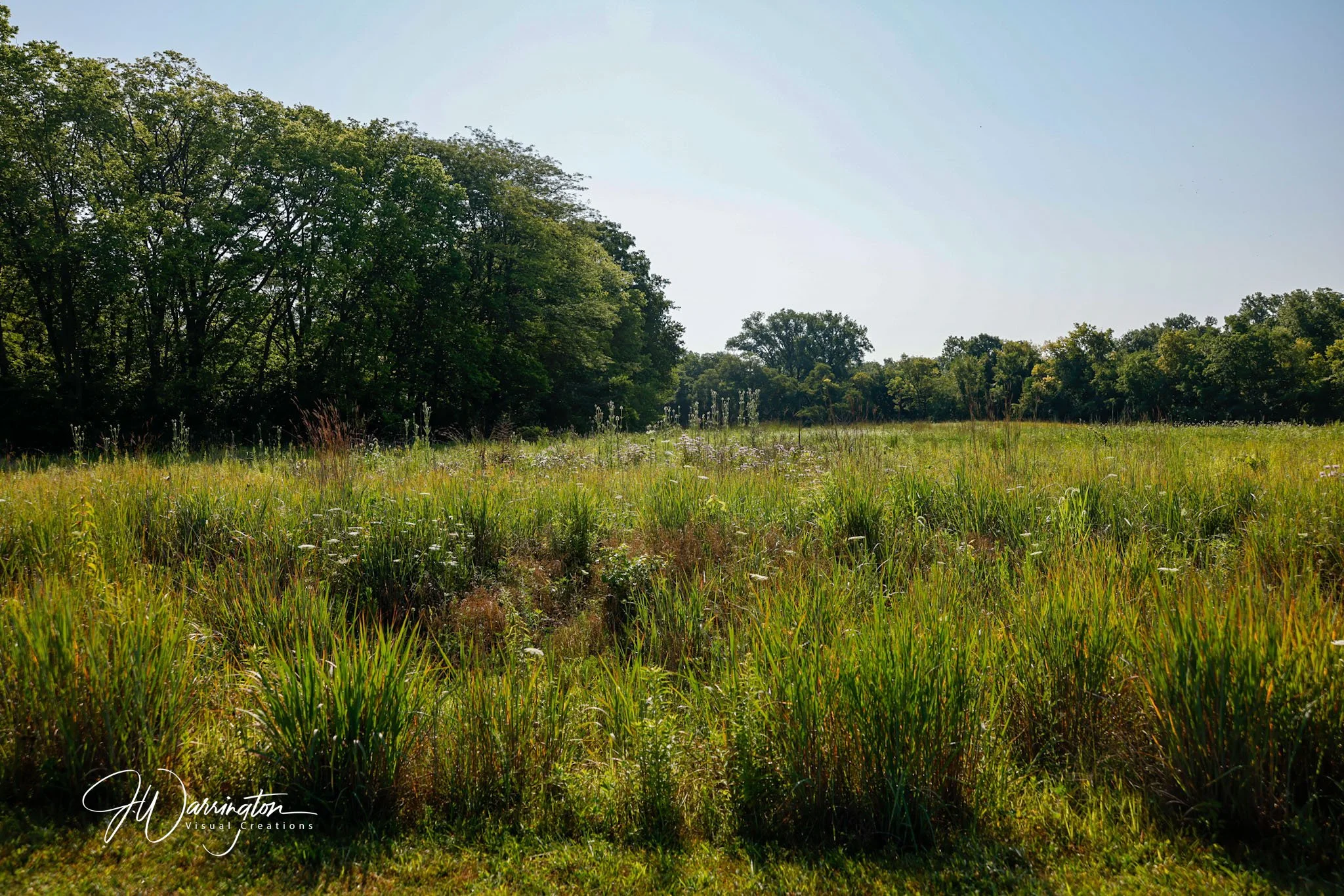 A wide view of a grassy field with wildflowers at Lauer Historical Farm, bordered by dense green trees under a clear blue sky.