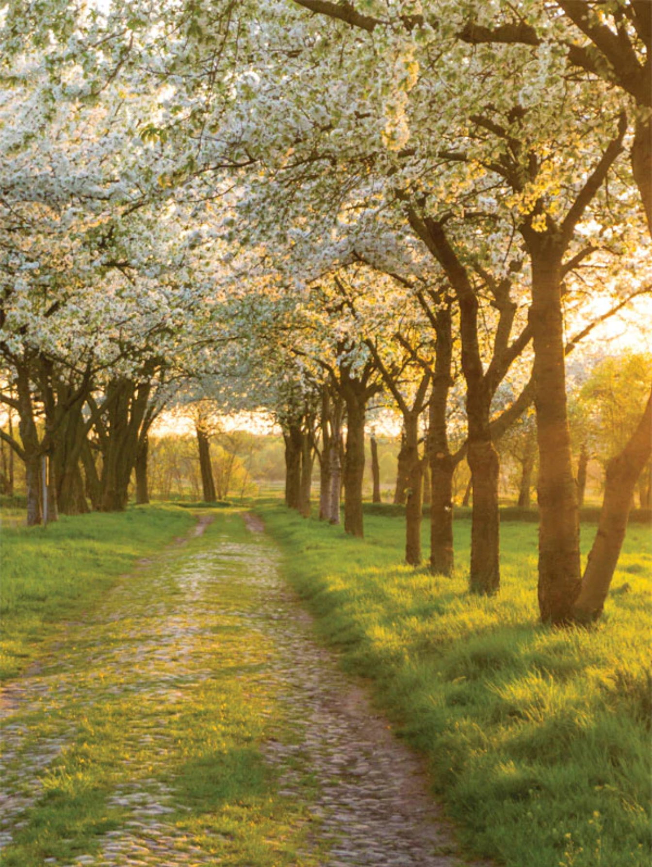 blooming white willow grove backdrop option by findlay photographer
