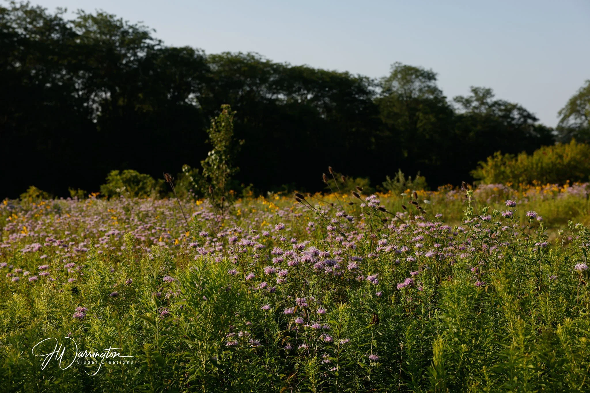 A field of purple and yellow wildflowers with a dense treeline in the background under a clear sky Motter Metro Park.